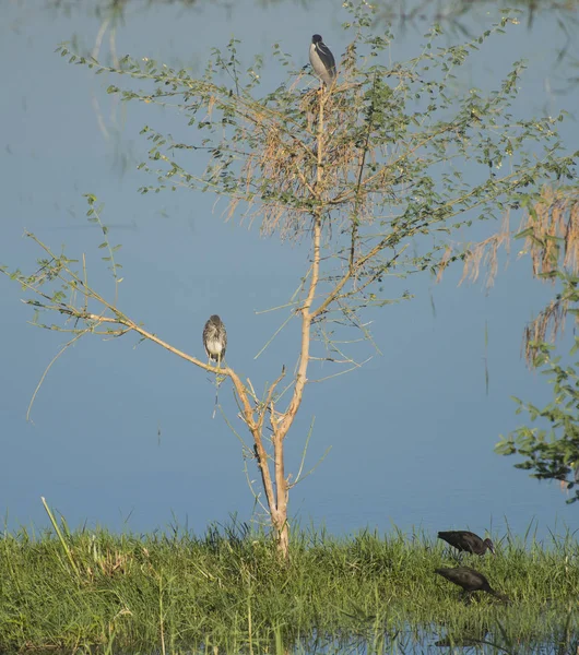 Garça Noite Adulta Nycticorax Juvenil Nycticorax Aves Selvagens Estavam Topo — Fotografia de Stock