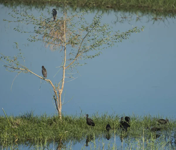 Ein Ausgewachsener Nachtreiher Und Ein Junger Nycticorax Nycticorax Wildvögel Standen — Stockfoto