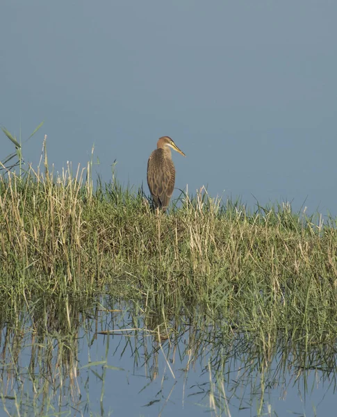 Młodzieńcze Purple Heron Ardea Purpurea Dziki Ptak Stanął Bagna Bank — Zdjęcie stockowe