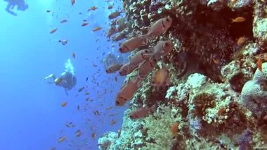 Güzel sualtı tropikal mercan duvar sahne anthias balık pseudoanthias squamipinnis ve Konukevleri myripristis jacobus sürülerini ile