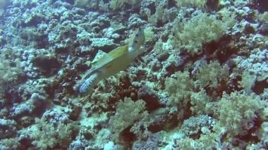 Red Sea hawksbill kaplumbağa eretmochelys Imbricata Sualtı mercan duvar tropikal okyanusta yüzmeye