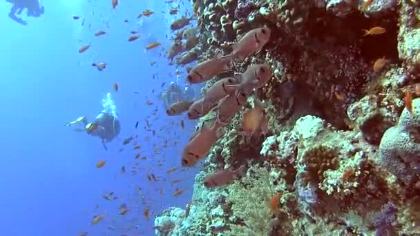 Hermosa Escena Pared Del Arrecife Coral Tropical Submarino Con Bancos — Vídeos de Stock