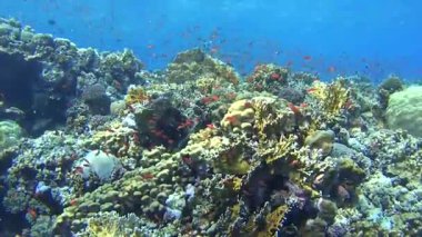 Güzel sualtı tropikal mercan kayalığı Peyzaj sahne sürüler halinde anthias balık pseudoanthias squamipinnis ile