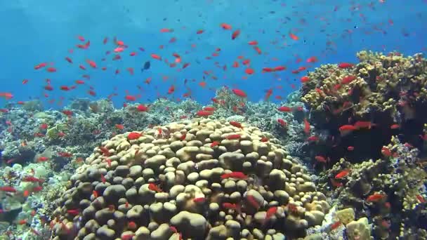 Güzel Sualtı Tropikal Mercan Kayalığı Peyzaj Sahne Sürüler Halinde Anthias — Stok video