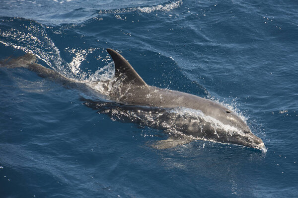 Bottlenose dolphin tursiops truncatus surfing waves swimming and breaching on surface of open sea ocean