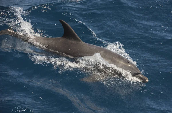 Botella Delfín Tursiops Truncatus Surf Olas Nadando Rompiendo Superficie Mar —  Fotos de Stock