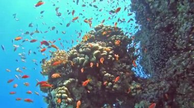 Güzel sualtı tropikal mercan kayalığı Peyzaj sahne sürüler halinde anthias balık pseudoanthias squamipinnis ile