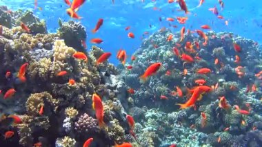 Güzel sualtı tropikal mercan kayalığı Peyzaj sahne sürüler halinde anthias balık pseudoanthias squamipinnis ile