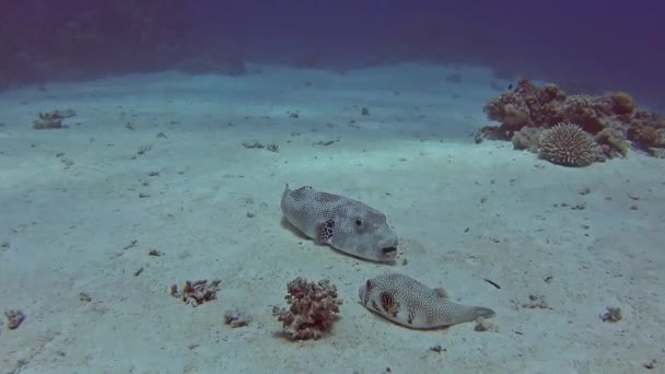 ハード サンゴ礁によって熱帯の海で砂浜の海底の小さい Whitespotted スイミングと大規模な巨大なふぐ Arothron — ストック動画