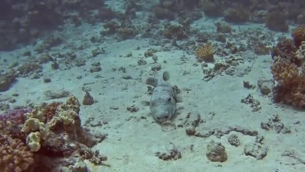 Grote Reus Pufferfish Arothron Stellatus Zwemmen Zanderige Zeebodem Tropische Zee — Stockvideo