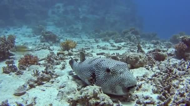 Gran Pez Globo Gigante Arothron Stellatus Nadando Fondo Marino Arenoso — Vídeos de Stock