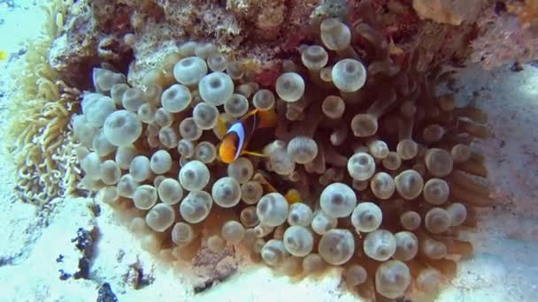 Anemon Sert Mercan Tarafından Tropikal Deniz Kumlu Deniz Yatağı Üzerinde — Stok video