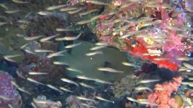Güzel sualtı tropikal mercan kayalığı Peyzaj sahne sürüler halinde glassfish parapriacanthus ransonneti küçük mağara ve redmouth orfoz aethaloperca rogaa ile