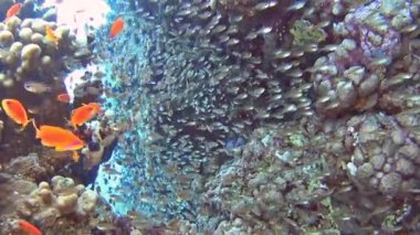 Güzel sualtı tropikal mercan kayalığı Peyzaj sahne sürüler halinde anthias balık pseudoanthias squamipinnis ve glassfish parapriacanthus ransonneti ile