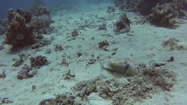 阿拉伯毕加索 Triggerfish Rhinecanthus Assasi 在热带海沙质海床上游泳的努力珊瑚礁 — 图库视频影像