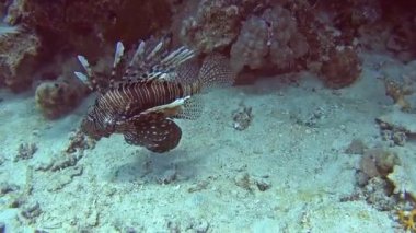 Tropikal deniz kumlu deniz yatağı üzerinde sert mercan tarafından yüzme ortak Afrika lionfish pterois volitans