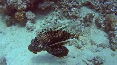 Tropikal deniz kumlu deniz yatağı üzerinde sert mercan tarafından yüzme ortak Afrika lionfish pterois volitans