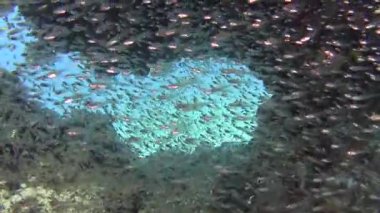 Glassfish parapriacanthus ransonneti küçük mağarada sürülerini ile güzel sualtı tropikal mercan kayalığı Peyzaj sahne