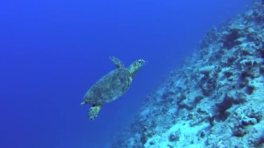 Red Sea hawksbill kaplumbağa eretmochelys Imbricata Sualtı mercan duvar tropikal okyanusta yüzmeye