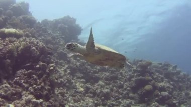 Red Sea hawksbill kaplumbağa eretmochelys Imbricata Sualtı mercan duvar tropikal okyanusta yüzmeye