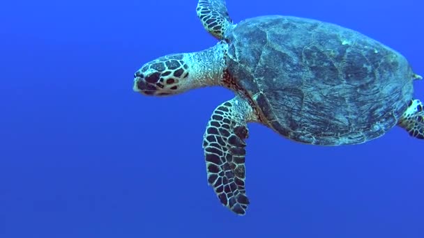 Red Sea Hawksbill Turtle Eretmochelys Imbricata Swimming Underwater Coral Reef — Stock Video