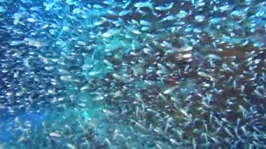 Glassfish parapriacanthus ransonneti küçük mağarada sürülerini ile güzel sualtı tropikal mercan kayalığı Peyzaj sahne