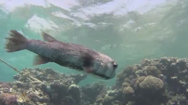 Yellowspotted Burrfish Porcupinefish Cyclichthys Spilostylus Sert Mercanlar Üzerinde Yüzme Ile — Stok video