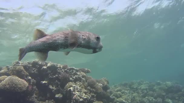 Hermosa Escena Paisaje Arrecife Coral Tropical Submarino Con Pez Burro — Vídeo de stock