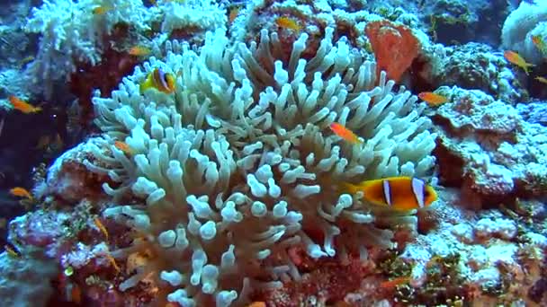ハード サンゴ礁熱帯海で砂浜の海底のアネモネで紅海カクレクマノミのペア — ストック動画