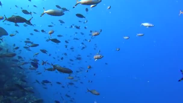 Hermosa Escena Paisaje Arrecife Coral Tropical Submarino Con Bancos Peces — Vídeo de stock