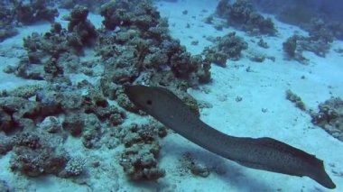 Büyük dev moray yılan balığı gymnothorax javanicus tropikal deniz kayalık deniz yatağı üzerinde sert mercan tarafından Yüzme