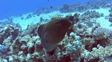 Büyük dev moray yılan balığı gymnothorax javanicus tropikal deniz tarafından sert mercan kayalık deniz yatağı üzerinde