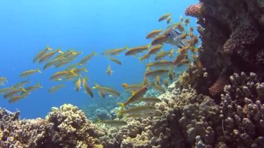 Sarı yüzgeçli goatfish mavi su arka plan ile tropikal bir mercan kayalığı yüzme balık