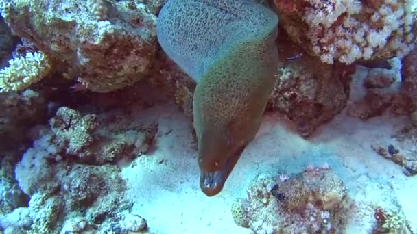 Μεγάλο Giant Moray Χέλι Gymnothorax Javanicus Βραχώδη Βυθό Τροπική Θάλασσα — Αρχείο Βίντεο