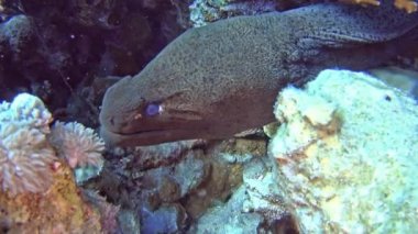 Büyük dev moray yılan balığı gymnothorax javanicus tropikal deniz tarafından sert mercan kayalık deniz yatağı üzerinde