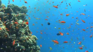 Güzel sualtı tropikal mercan kayalığı Peyzaj sahne sürüler halinde anthias balık pseudoanthias squamipinnis ile