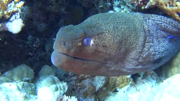 Large Giant Moray Eel Gymnothorax Javanicus Rocky Seabed Tropical Sea — Stock Video