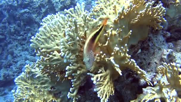 Wunderschöne Tropische Unterwasser Korallenrifflandschaft Mit Forstern Falkenfisch Paracirrhites Forsteri Auf — Stockvideo