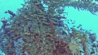 Glassfish parapriacanthus ransonneti küçük mağarada sürülerini ile güzel sualtı tropikal mercan kayalığı Peyzaj sahne