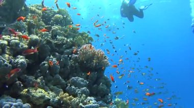Güzel sualtı tropikal mercan kayalığı Peyzaj sahne sürüler halinde anthias balık pseudoanthias squamipinnis ve tüplü dalgıçlar ile
