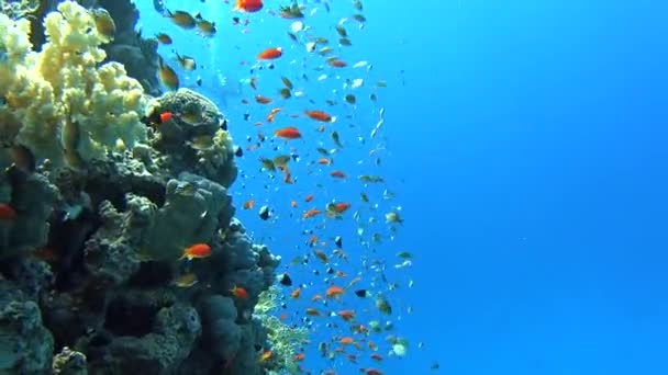 Красивые Подводные Тропические Коралловые Рифы Пейзаж Косяками Anthias Рыбы Pseudoanthias — стоковое видео