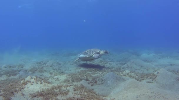 大型绿海龟产卵海龟与雷莫拉鱼在热带海洋的沙礁湖水下游泳 — 图库视频影像