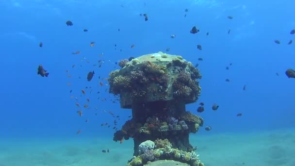Underwater Tropical Coral Landscape Scene Shoals Fish Corals Industrial Pipeline — Stock Video