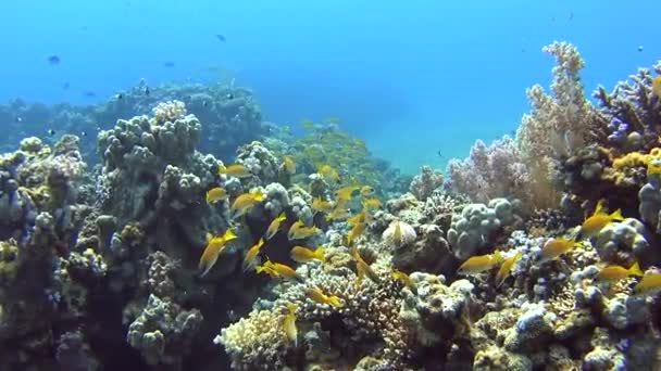 Shoal Blue Striped Snapper Lutjanus Kasmira Swimming Tropical Coral Reef — Stock Video