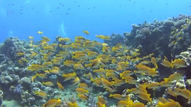 青い水の背景を持つ熱帯のサンゴ礁で泳ぐ青いストライプ鯛フエダイ属 Kasmira のショール — ストック動画
