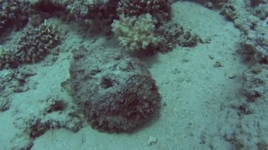 Tropikal deniz kumlu deniz yatağı üzerinde sert mercan tarafından Yüzme büyük stonefish synanceia verrucosa