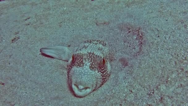 Stora Whitespotted Blåsfisk Arothron Hispidus Liggande Sandbotten Tropiska Havet Lagunen — Stockvideo