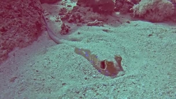 Блакитна Лагуна Стогне Таеніура Лімма Ховається Піщаному Морі Тропічному Морі — стокове відео