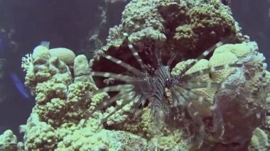 Üzerinde sert mercan tarafından tropikal denizde yüzme ortak Afrika lionfish pterois volitans