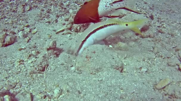 Rudé Moře Goatfish Parupeneus Forsskali Písčité Mořské Dno Tropickém Moři — Stock video